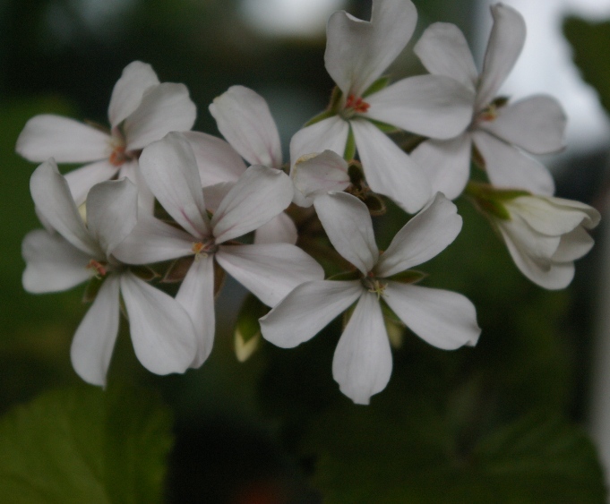 Dresden White