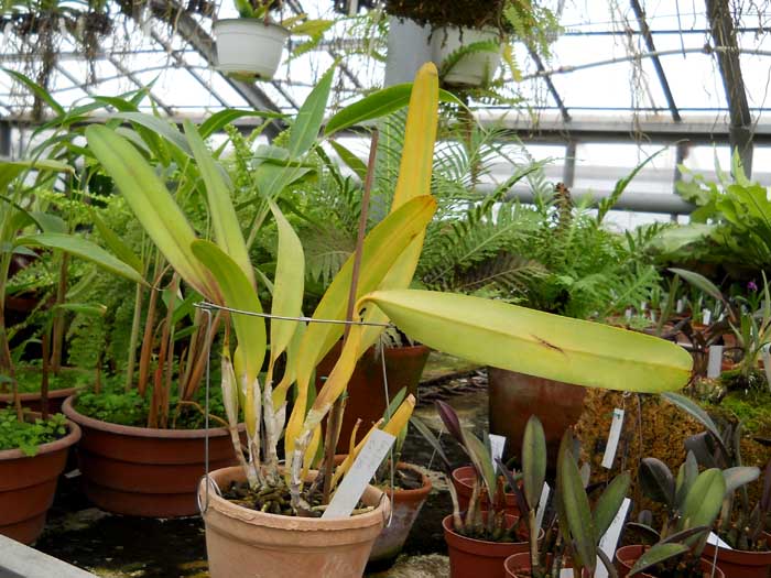 Laelia crispa.jpg