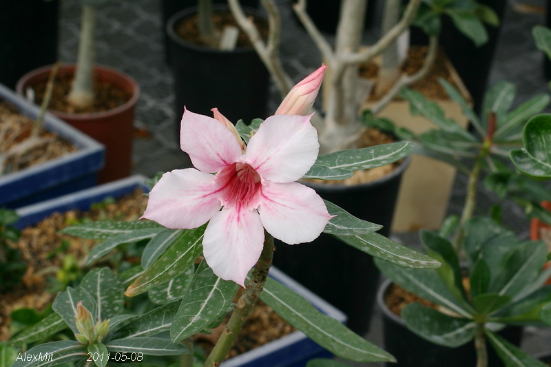 CRW_2041_RJs.JPG