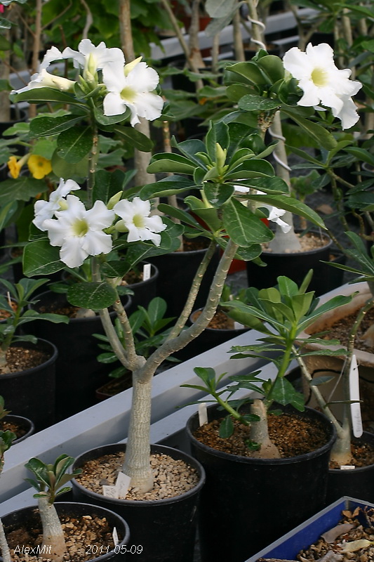 CRW_2075_RJs.JPG