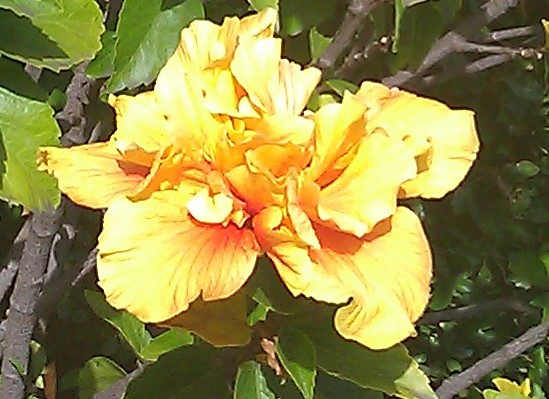 IMG_20110507_164431ф.jpg