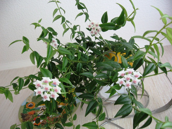 хойя Белла