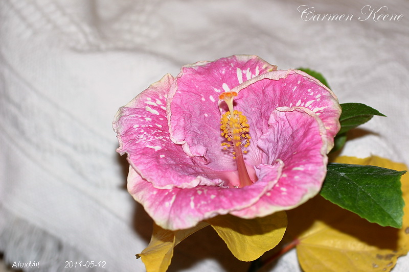 IMG_2095s.JPG