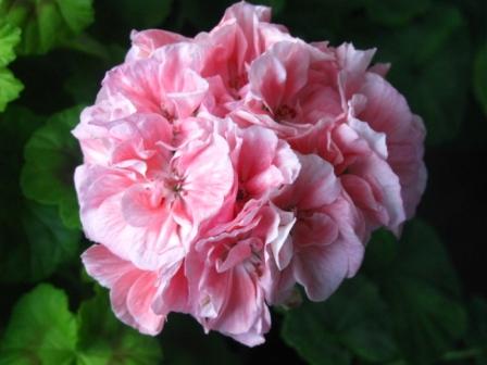 Marbacka Rose