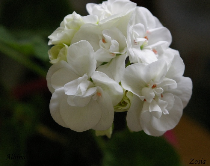 Albina
