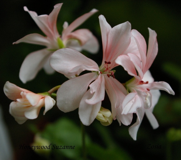 Honeywood Suzanne