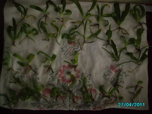 PICT0244.jpg