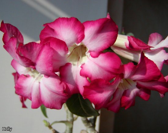 Siam Violet b2.jpg