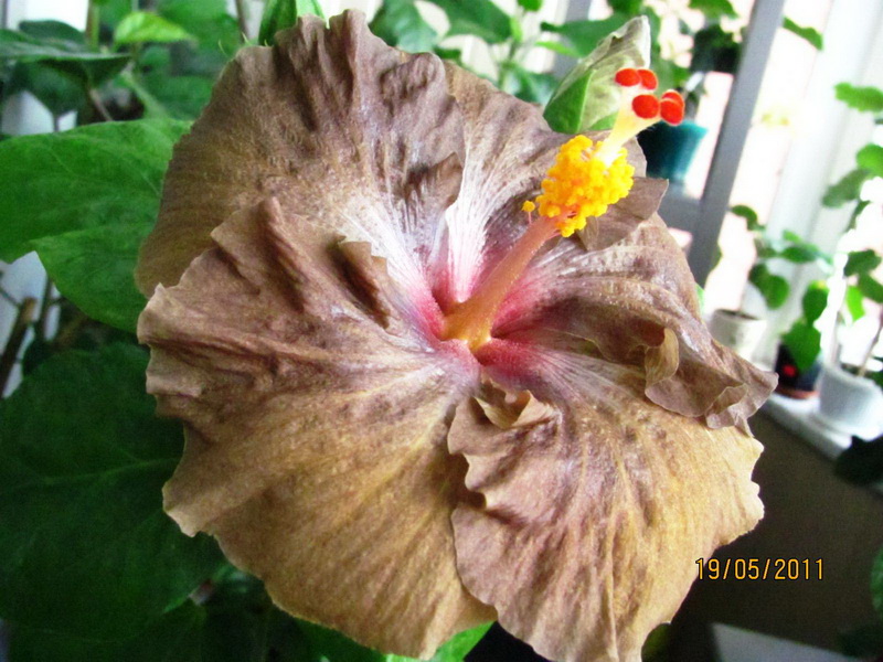 Wallflower 004.jpg