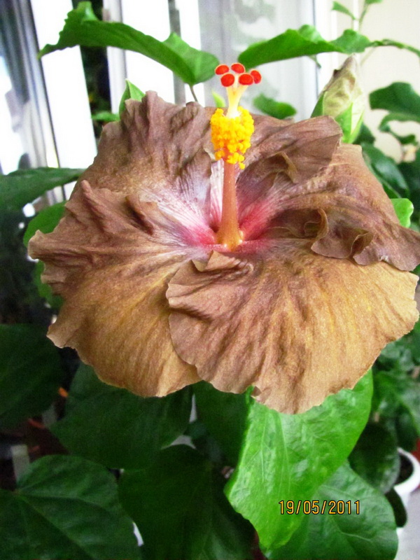 Wallflower 008.jpg