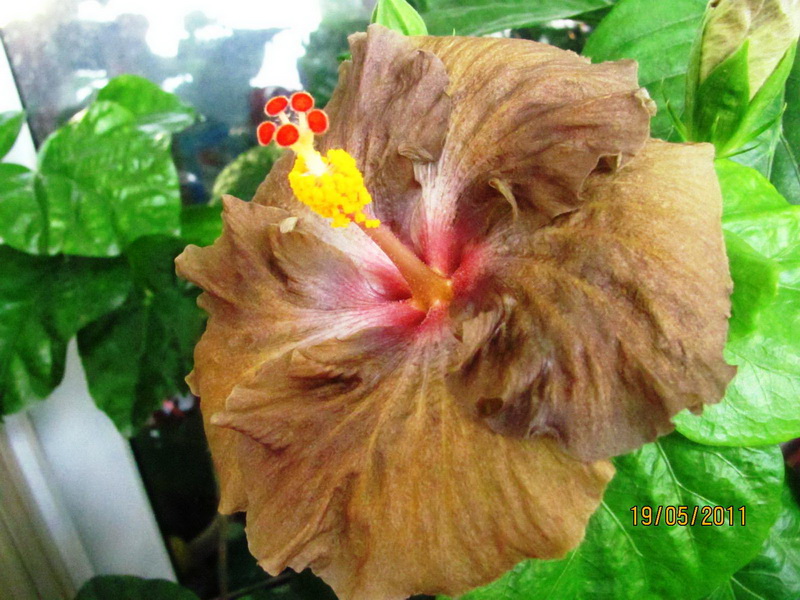 Wallflower 007.jpg