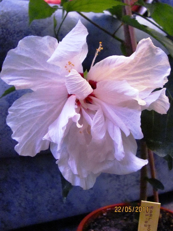 White Kalakaua.jpg