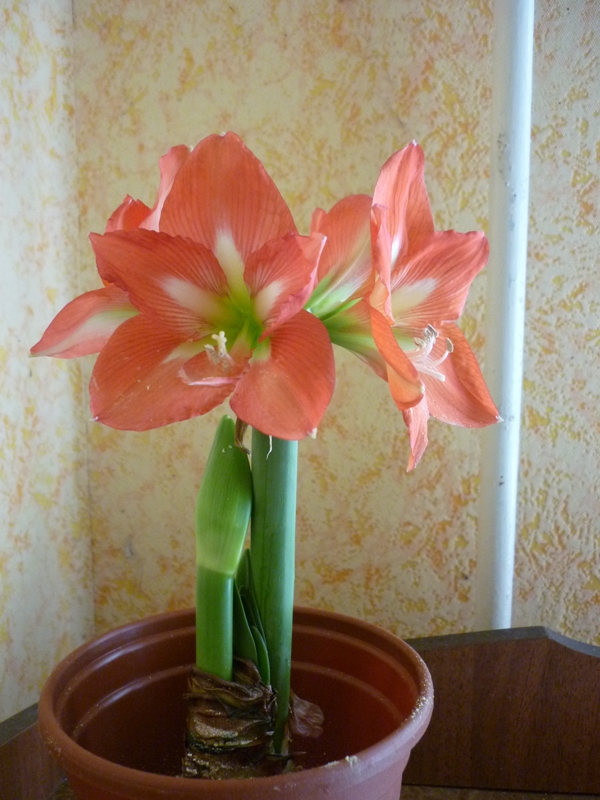 P1020476111.JPG