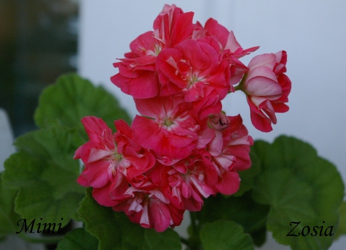 IMGP0069.JPG