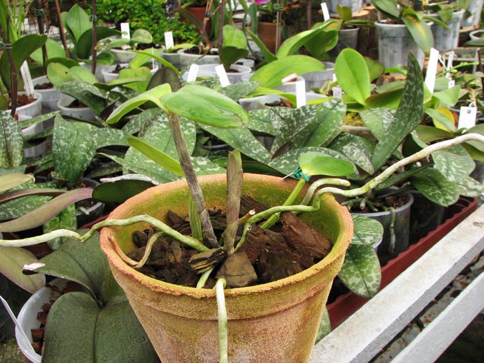 C loddigesii punctata AWZ x C loddigesii punctata Marreco.jpg