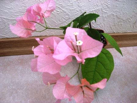 IMG_6210.jpg
