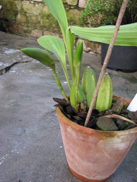 Lycaste.jpg