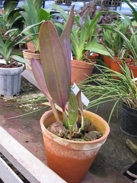 Cattleya labiata Vera Cristina x Cattleya labiata lilas Borges.jpg