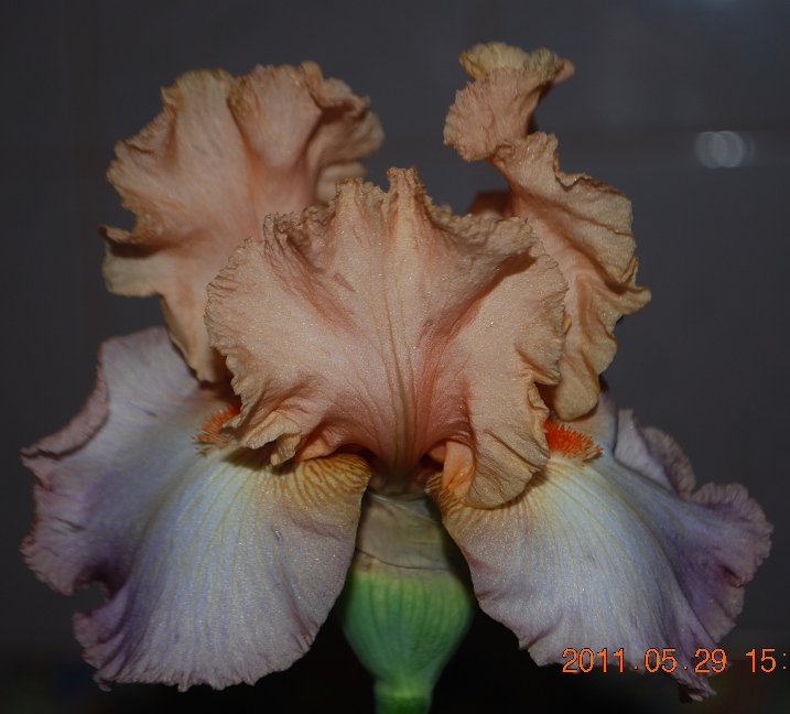 DSC_0753.JPG