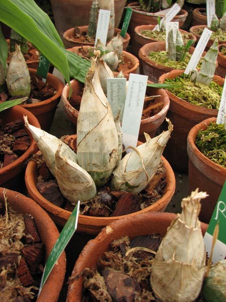 Catasetum tenebrosum.jpg