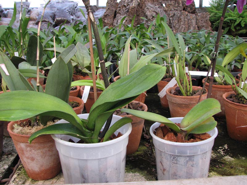 DTPS Red Cat.jpg