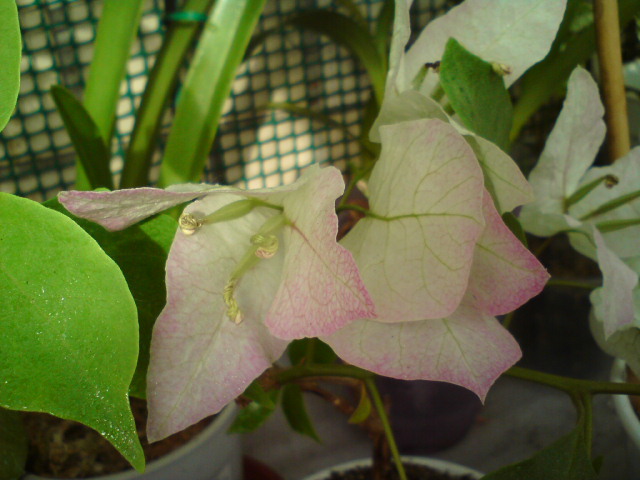 DSC03190.JPG