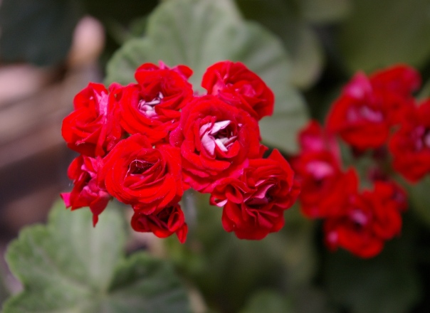 IMGP0241.JPG