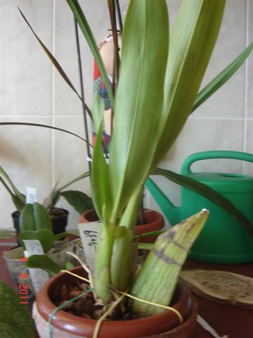 DSC01531.JPG