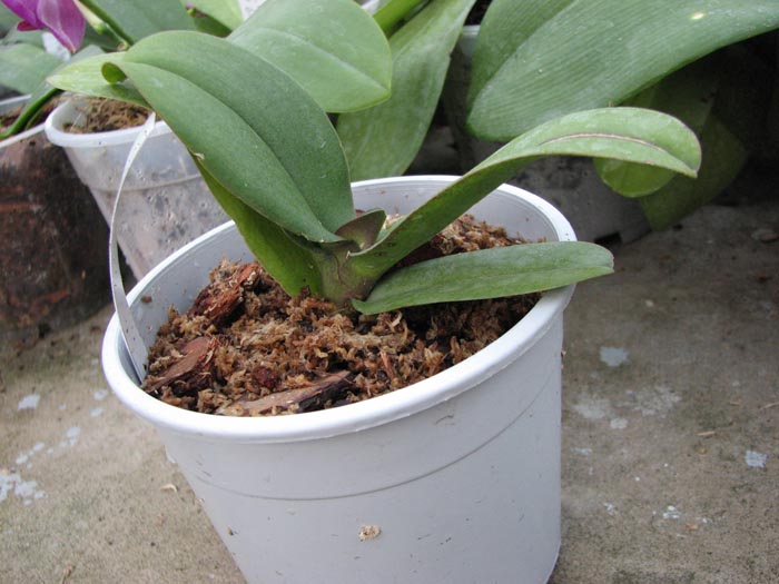 Doritaenopsis Liu's Sakura.jpg