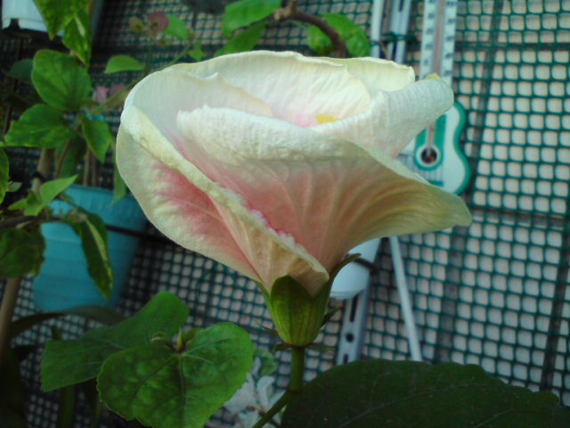 DSC03217.JPG