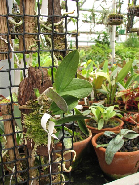 Laelia alaori 1.jpg