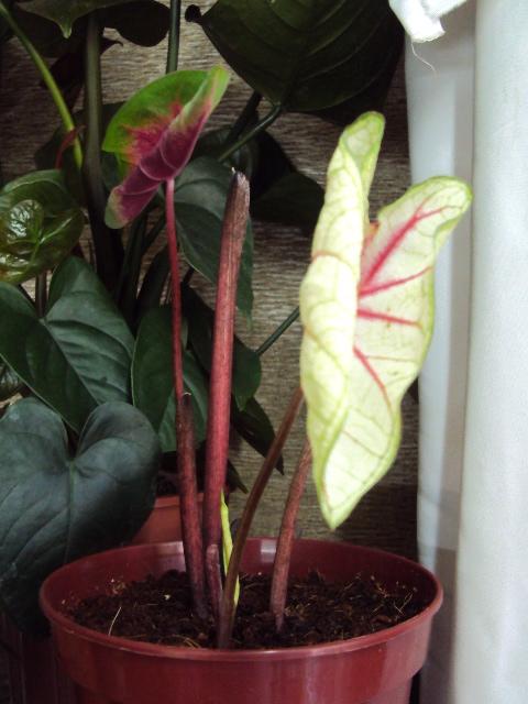 DSC02875.JPG