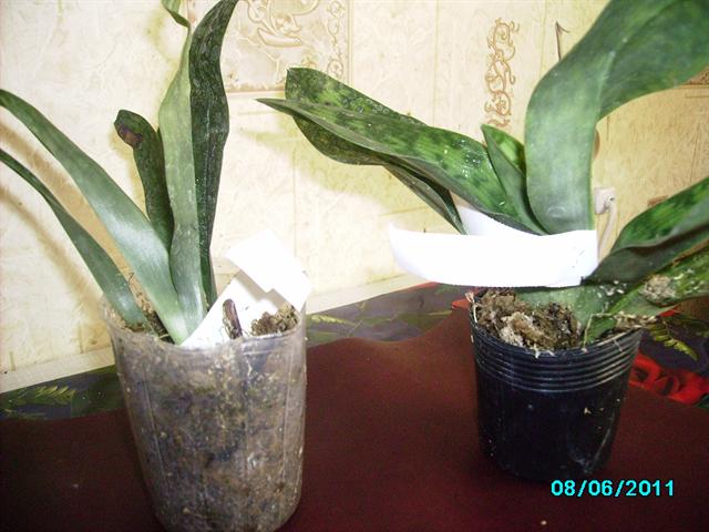 PICT0044_640x480.jpg