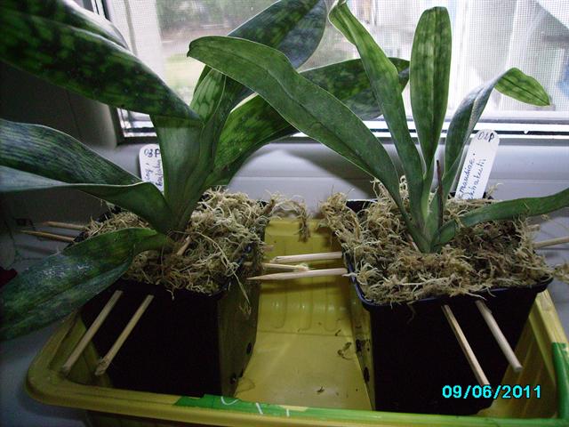 PICT0047_640x4802.jpg