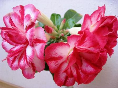 Sap Mongkol