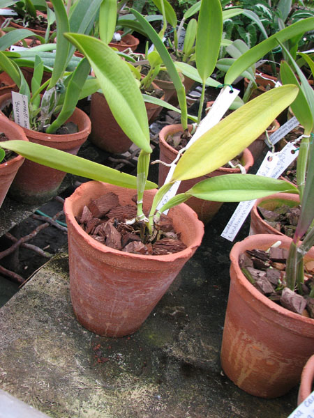 Cattleya rex.jpg