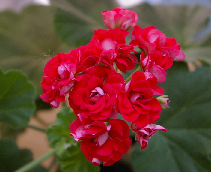 Rosebud Supreme