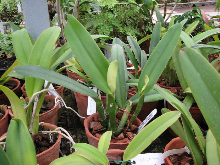 Cattleya maxima.jpg