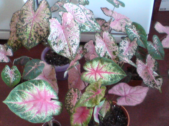 DSC03333.JPG
