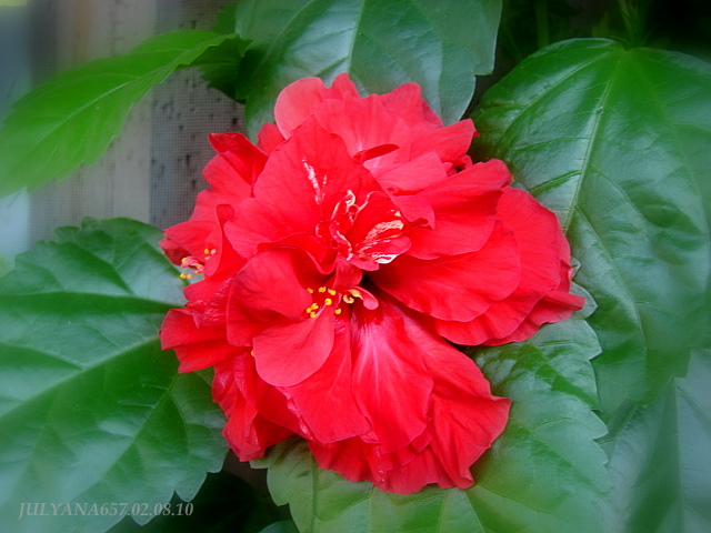 DSC00636A.jpg