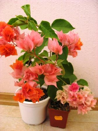 IMG_6312.jpg
