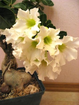 IMG_6302.jpg