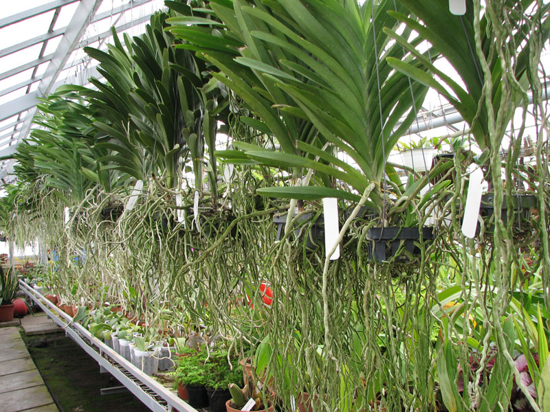 vanda 4.jpg