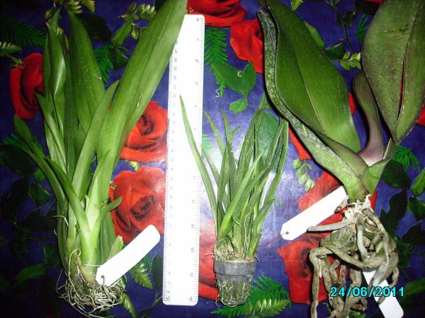 PICT0010.jpg
