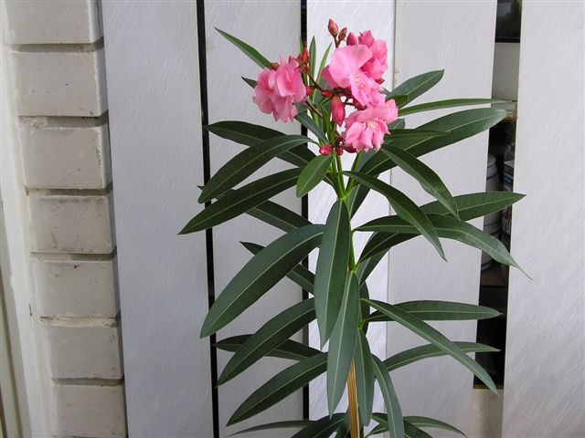 P1010010.JPG