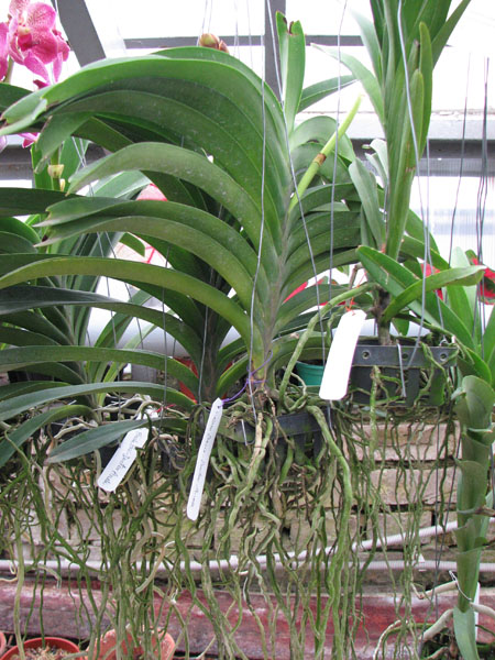 Vanda orchids.jpg