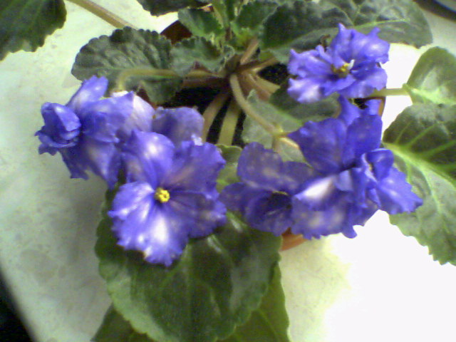 Ph0058.jpg