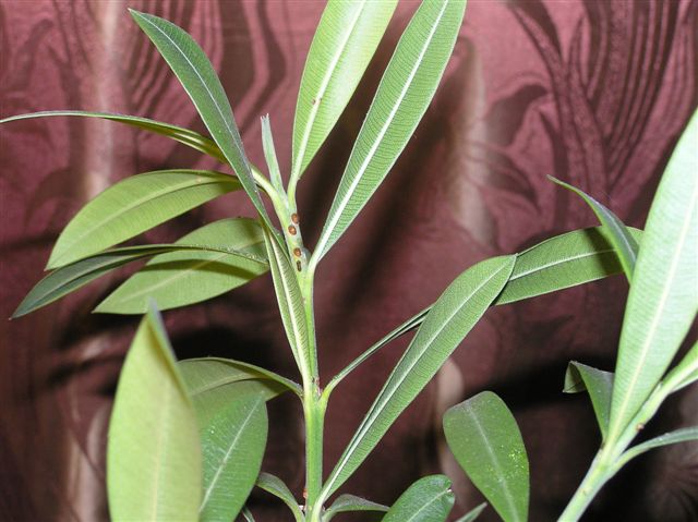 PA210006.JPG