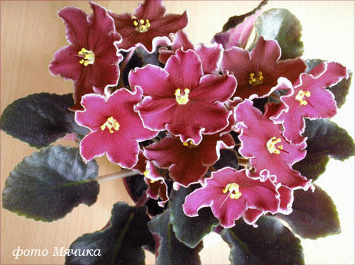 Cherries'n'Cream.jpg