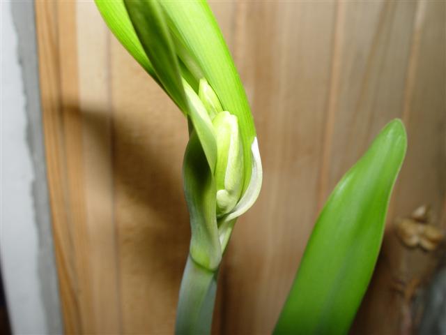 Picture 015.jpg